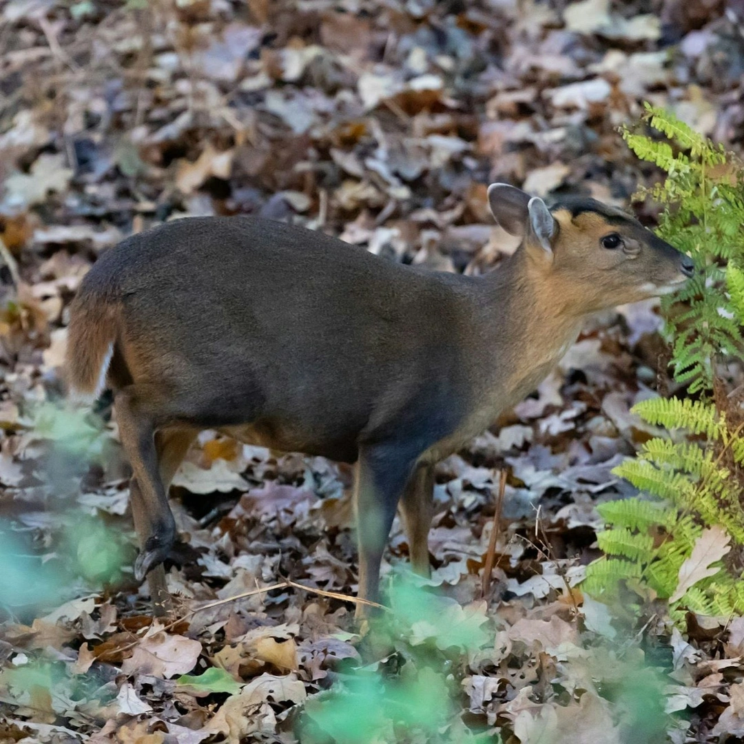 A muntjac deer in the forest
