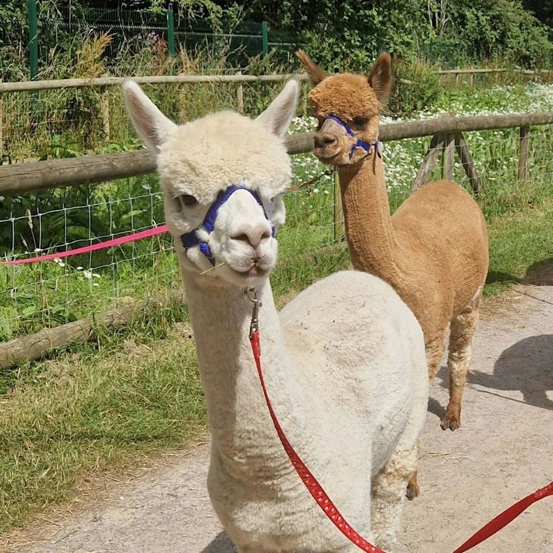 A white and a brown alpaca